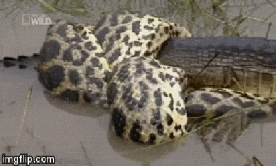 Video: Mải mê đuổi theo con mồi, cá sấu bị trăn khổng lồ nuốt chửng