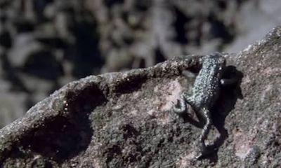Video: Cóc mưu trí lăn tự do xuống vách đá để trốn nhện săn mồi