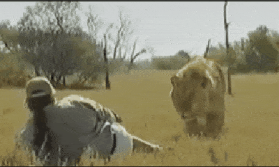 Video: Thót tim cảnh người đàn ông bị sư tử tấn công bất ngờ, thoát chết trong gang tấc