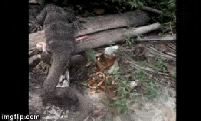 Video: Xui xẻo gặp kỳ đà khổng lồ giữa rừng, cầy mangut bỏ mạng thương tâm