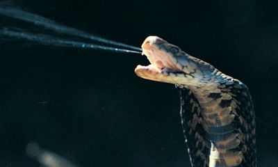 Video: Hổ mang rướn mình phun thẳng nọc độc vào mặt chuyên gia
