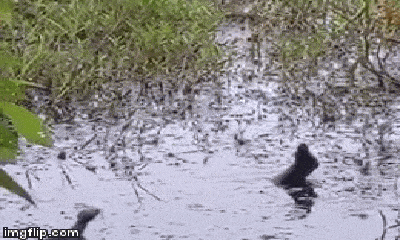 Video: 3 con rắn hổ mang quần chiến dưới nước giành 
