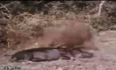 Video: Cả gan tranh cướp mồi, chó sói bị báo hoa mai giết chết để làm gương