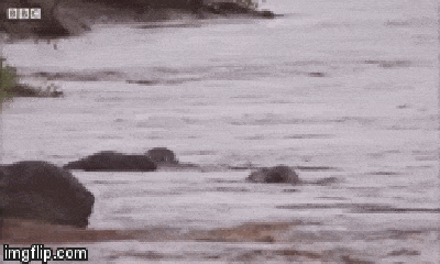 Video: Voi mẹ bất lực nhìn đàn con bị dòng nước cuốn trôi và cái kết đầy bất ngờ
