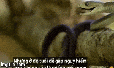 Video: Rùng mình rắn mamba đen nuốt chửng chim non trong nháy mắt 