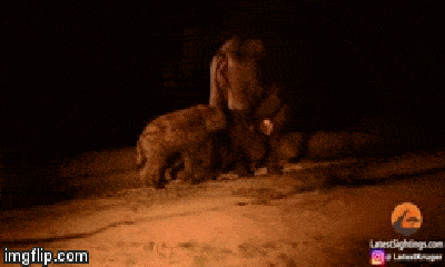 Video: Vừa thoát chết khỏi vuốt sư tử, trâu rừng suýt bị thương vì bị linh cẩu cắn trộm