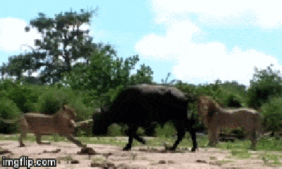 Video: Vợ chồng sư tử phối hợp không ăn ý, trâu rừng phản kích đánh đuổi kẻ thù