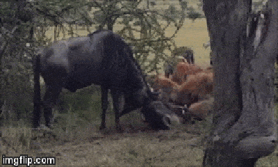 Video: Mắc sừng khi giao đấu, cặp linh dương bị đàn linh cẩu xé xác