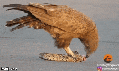 Cuộc chiến sinh tồn: Đại bàng xẻ thịt rắn độc ngay khi con mồi vẫn còn thoi thóp