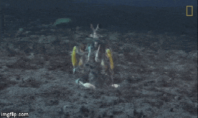 Video: Cận cảnh màn đại chiến giữa bạch tuộc và loài tôm có cú đấm nhanh như đạn bắn