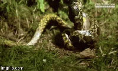 Video: Trèo lên cây cao săn trượt chim non, rắn leo xuống đất gặp chuột và cái kết bất ngờ