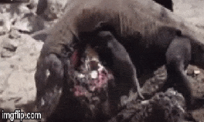 Video: Kinh hoàng khoảnh khắc bầy rồng Komodo xé xác trâu rừng