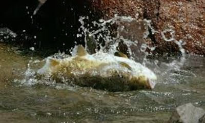 Video: Cá hồi khổng lồ phi thân tóm gọn chuột và ăn ngấu nghiến trên sông 