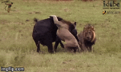 Video: Mải đi kiếm ăn lạc đàn, mẹ con trâu rừng lọt ổ phục kích của sư tử