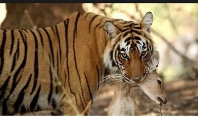 Video: Xâm phạm lãnh thổ, hổ Bengal bị đồng loại đánh cho nhừ tử