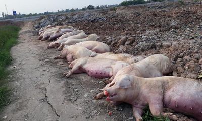 Mất hàng triệu con lợn vì dịch tả châu Phi, thiệt hại quá lớn, ngân sách cạn tiền