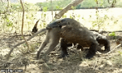 Video: Rùng rợn cảnh rồng Komodo nhai ngấu nghiến con mồi trong miệng