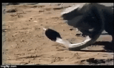 Video: Rắn hổ mang phun độc quyết chiến kỳ đà khổng lồ