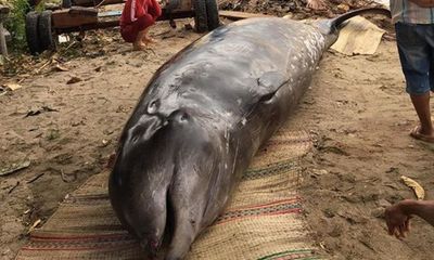 Khánh Hòa: Cá voi hơn 2 tấn, dài 6m dạt vào bờ biển