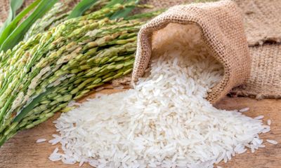 Gạo hữu cơ Quảng Trị quý như vàng nhờ có hợp chất chống tiểu đường, bệnh gút