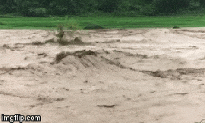 Video: Khoảnh khắc người đàn ông bám trên ngọn cây giữa dòng lũ ở Thanh Hóa