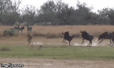Video: Bị bầy linh dương đầu bò đánh hội đồng, báo săn vội vã bỏ chạy