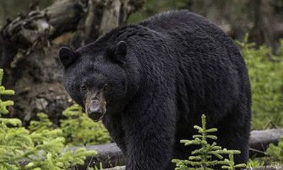 Tin tức đời sống mới nhất ngày 5/8/2019: Cha bỏ con 5 tuổi trong rừng đầy gấu hoang để 'trừng phạt'