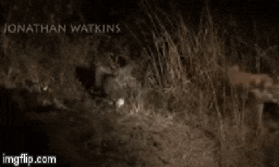 Video: Cầy mangut một mình 