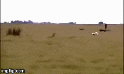 Video: Đà điểu tăng hết tốc lực trước bầy chó săn hung dữ, liệu nó có thoát chết?