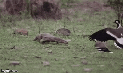 Video: Kỳ đà mon men trộm trứng bị chim bố mẹ đánh cho “thừa sống thiếu chết”
