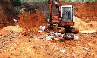 Vụ người dân phải đóng phí tiêu hủy lợn dịch tả ở Quảng Nam: UBND đang trả lại tiền