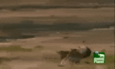 Video: Đụng độ hai kẻ săn mồi hủy diệt, đà điểu chạy cực nhanh hòng thoát thân