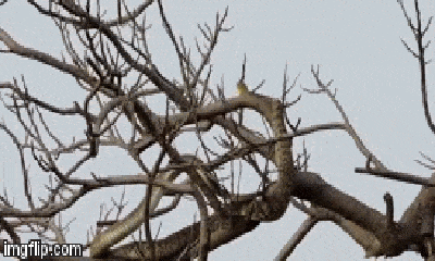 Video: Rắn leo cây kiếm ăn, đụng mặt 