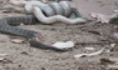 Video: Rùng mình cảnh rắn nâu siết chặt rắn hổ rồi hạ gục con mồi trong tích tắc