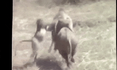 Video: Thấy thổ dân, khỉ leo lên lưng lợn rừng chạy trốn khiến người xem bật cười