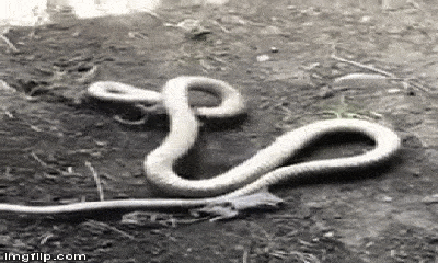 Video: Đột nhập ổ chuột để săn mồi, trăn non chết thảm vì đụng độ rắn độc