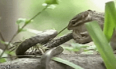 Video: Quá đói bụng, sóc chuột liều lĩnh tấn công rắn và cái kết bất ngờ