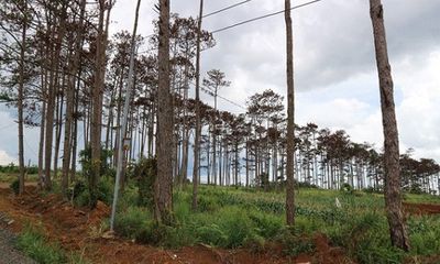 Khởi tố cán bộ ngân hàng thuê người đầu độc rừng thông để chiếm đất