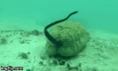 Video: Loài cá kỳ lạ chuyên chui vào cơ thể hải sâm trú ẩn