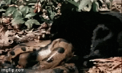 Cuộc chiến sinh tồn: Báo đen lao xuống nước lôi mãng xà lên bờ ăn thịt