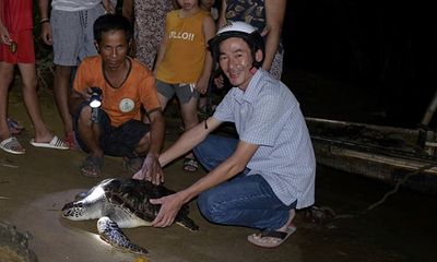 Quảng Trị: Phát hiện rùa biển 15kg 