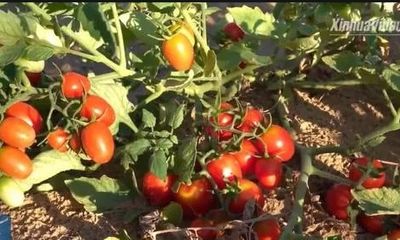 Kỳ tích của Trung Quốc khi biến cát sa mạc thành đất trồng cà chua, dưa hấu