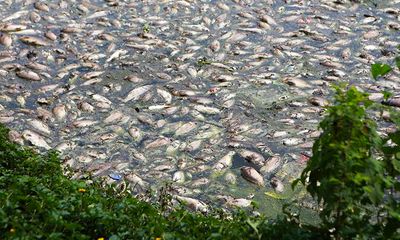Cá chết nổi trắng góc hồ công viên Yên Sở, bốc mùi hôi thối