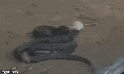 Cuộc chiến sinh tồn: Sở hữu nọc độc chết người, rắn hổ mang vẫn bị chuột bạch tạng cắn nát đầu 
