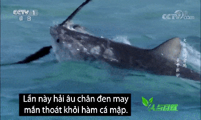 Video: Cá mập sơ sẩy để hải âu non đến miệng còn bay thoát