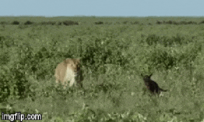 Video: Linh dương đầu bò con tưởng sư tử là mẹ và kết cục khó tin