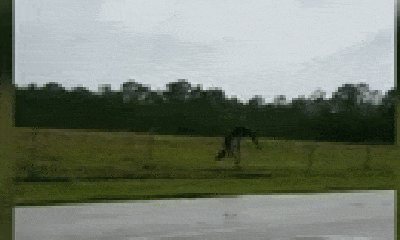 Video: Cá sấu cả gan trèo vào rào căn cứ quân sự Mỹ