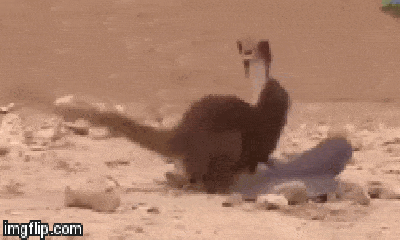 Video: Hung hăng tấn công cầy mangut, rắn hổ mang nhận kết cục đau đớn