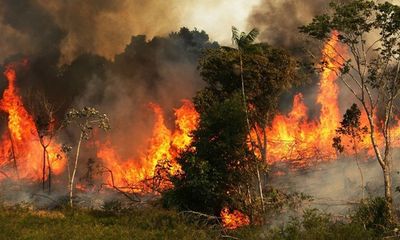 Cháy rừng Amazon lan rộng, Brazil phải điều quân đội cứu giúp