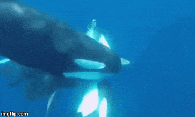 Video: Hãi hùng cảnh đàn cá voi sát thủ tranh nhau xé xác cá mập đầu búa dưới đáy đại dương